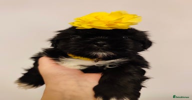 Shih Tzu dogs - Advert 1