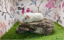 Guinea Pig rodents for sale: Male and female baby guinea pigs  - Image 5