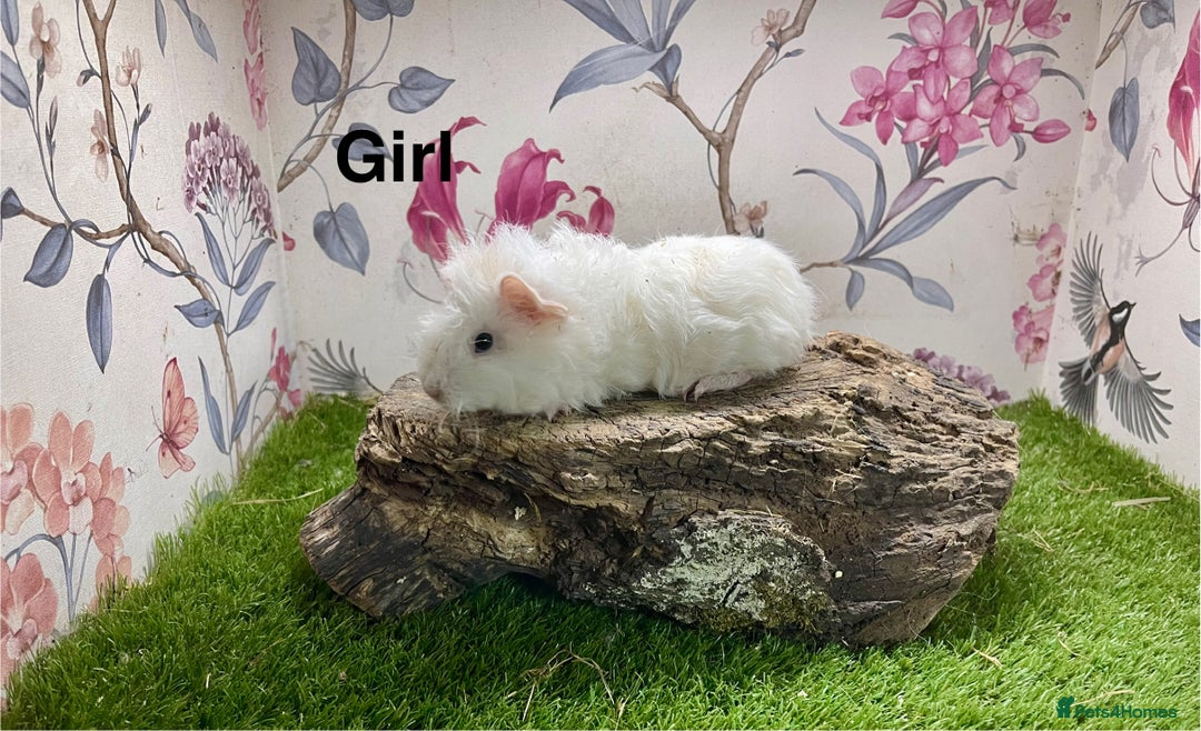 Guinea Pig rodents for sale: Male and female baby guinea pigs  - Image 5