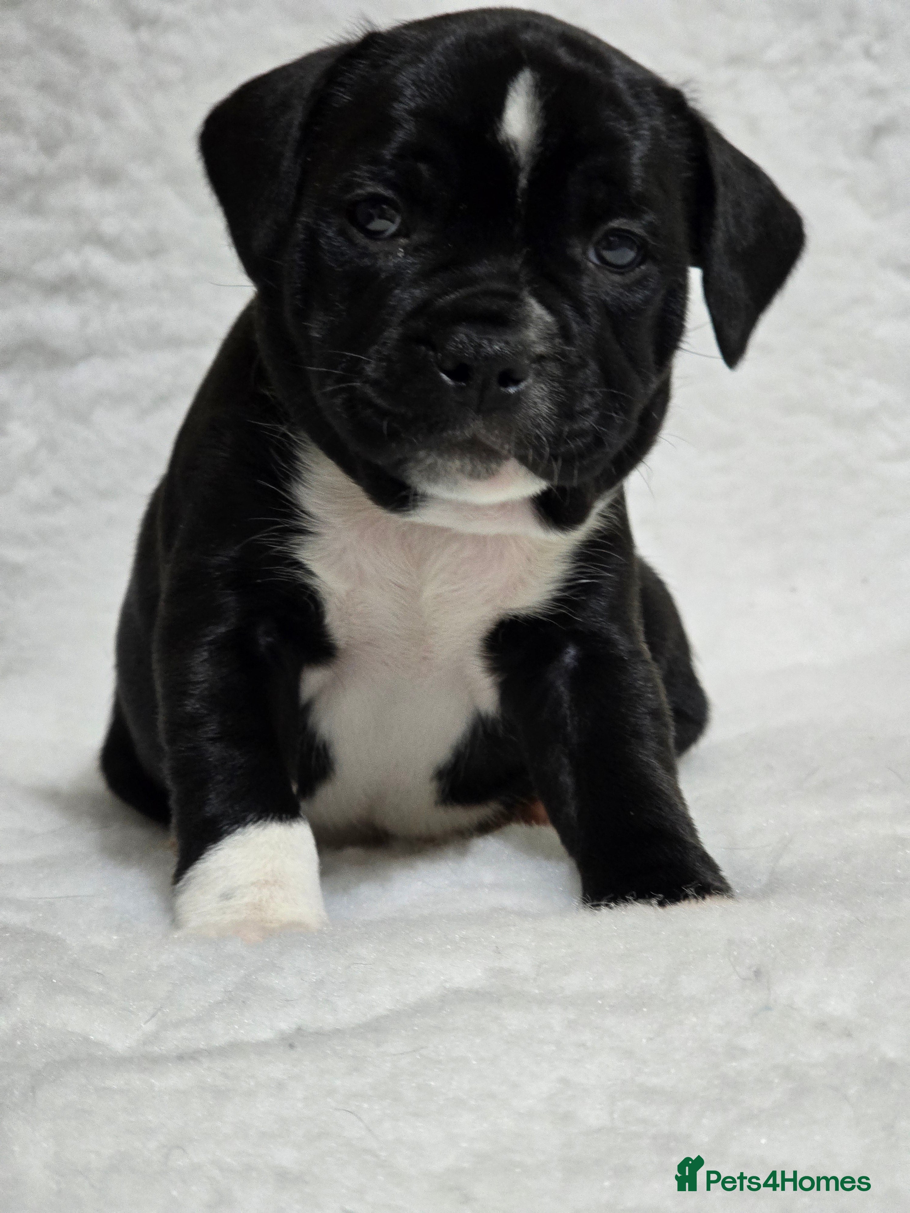 Staffordshire Bull Terrier dogs ✨️SBT puppies COI 2.5✨️ - Advert 6