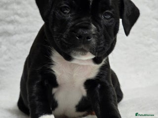 Staffordshire Bull Terrier dogs ✨️SBT puppies COI 2.5✨️ - Advert 2