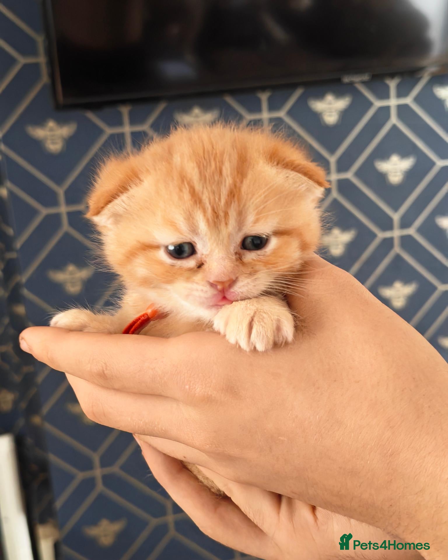 Scottish Fold cats Exceptional/colours Scottish fold/straight kittens - Advert 4