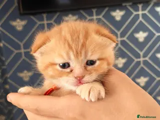 Scottish Fold cats Exceptional/colours Scottish fold/straight kittens - Advert 4