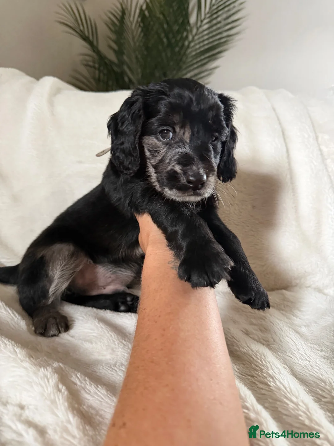 Mixed Breed dogs for sale: Cockerpoo x cavapoochon mix  in Deeside - Advert 7