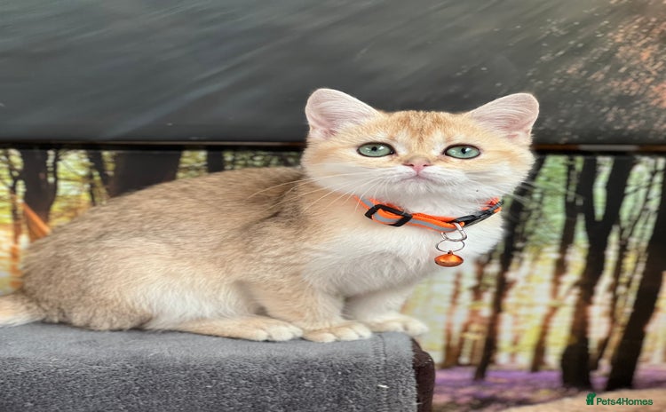British Shorthair cats - Advert 4