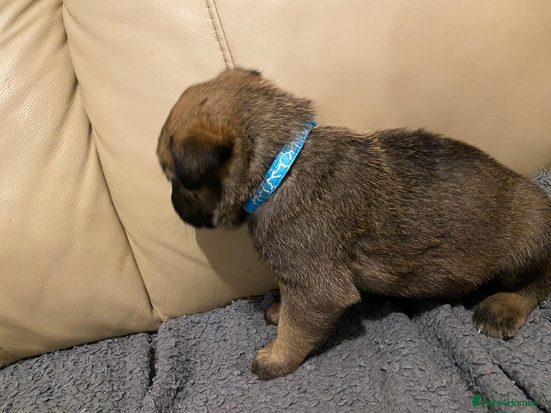 Belgian Shepherd Dog dogs for sale: Belgian Malinois puppies - Advert 18