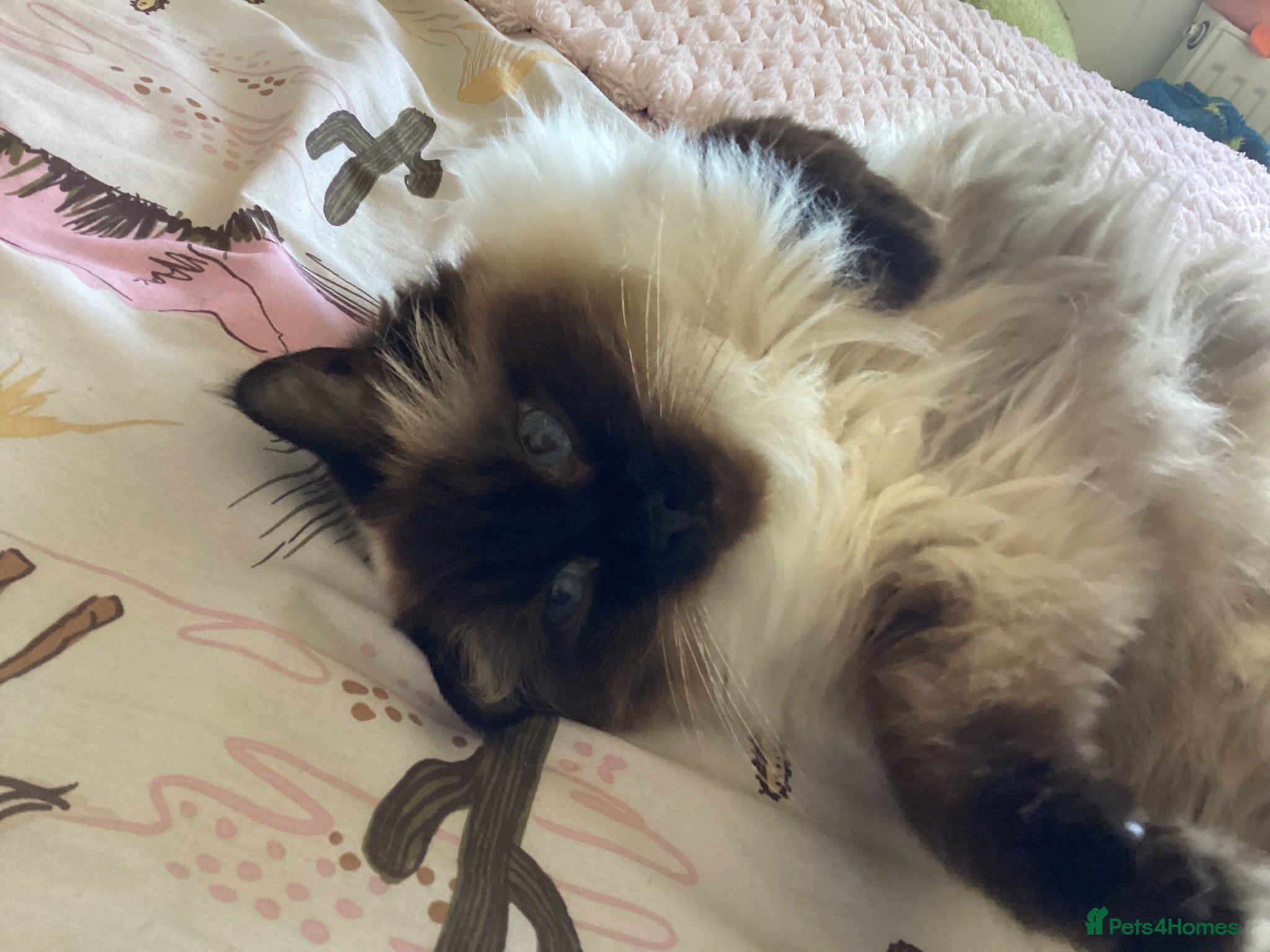 Ragdoll cats Gorgeous Ragdoll for rehoming - Advert 2