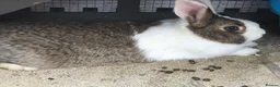 Mixed Breed rabbits for sale: Sale rehome 12 to 18month old bonded bunnies - Advert 7