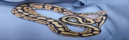 Python Snake reptiles for sale: Hatchling Male Royal Python's  - Advert 1
