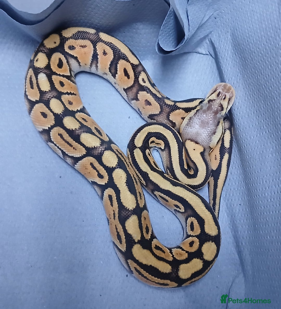 Python Snake reptiles for sale: Hatchling Male Royal Python's  - Advert 1