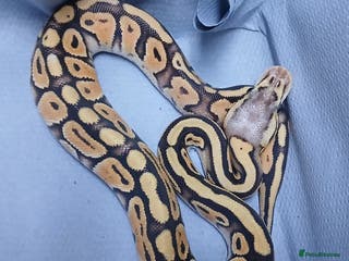 Python Snake reptiles Hatchling Male Royal Python's - Advert 1