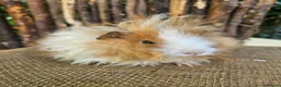 Guinea Pig rodents for sale: Gorgeous Minipli sow gold and white girl ready now - Advert 9