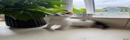 Mixed Breed cats for sale: Four kittens - Advert 9