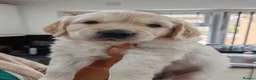 Golden Retriever dogs for sale: Mark Flanagan & Valerie Rochard  - Advert 31