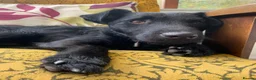 Mixed Breed dogs for adoption: 💙🐶 JAKE -LOVING 2 yo PATTERDALE CROSS BOY in Telford - Advert 2