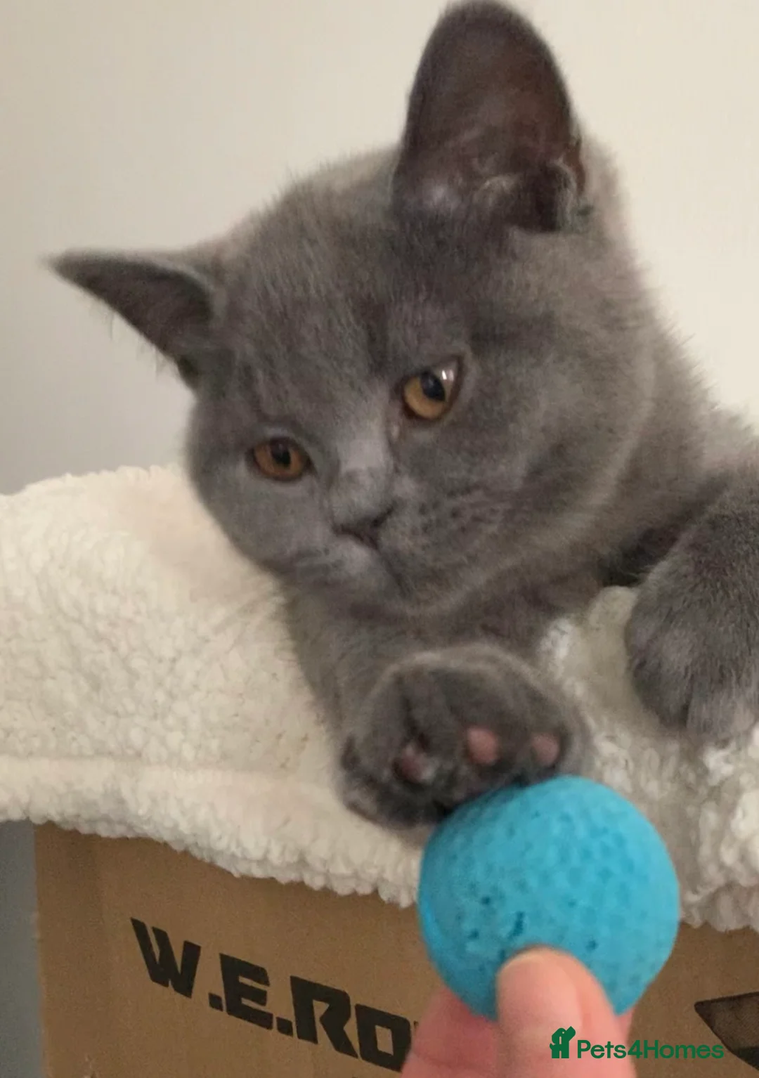 British Shorthair cats for sale: British Shorthair Blue Kittens 💛 Raised with Love - Advert 3