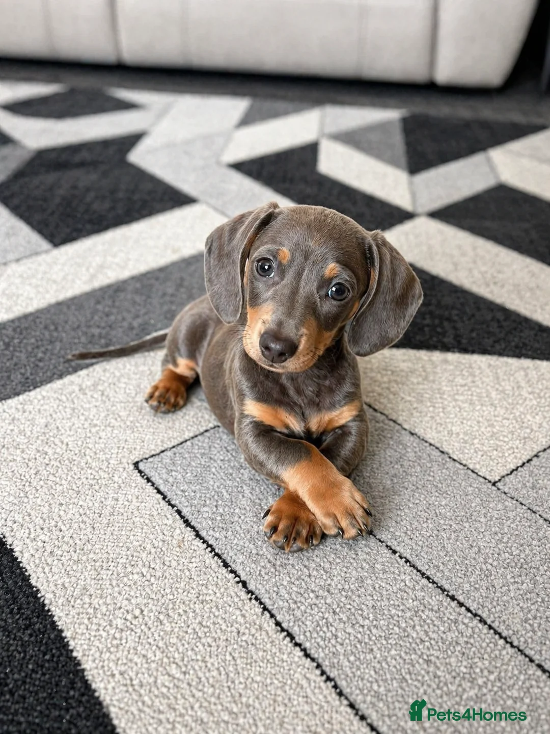 Miniature Dachshund dogs for sale: Miniature dachshund puppies READY NOW xx - Advert 2