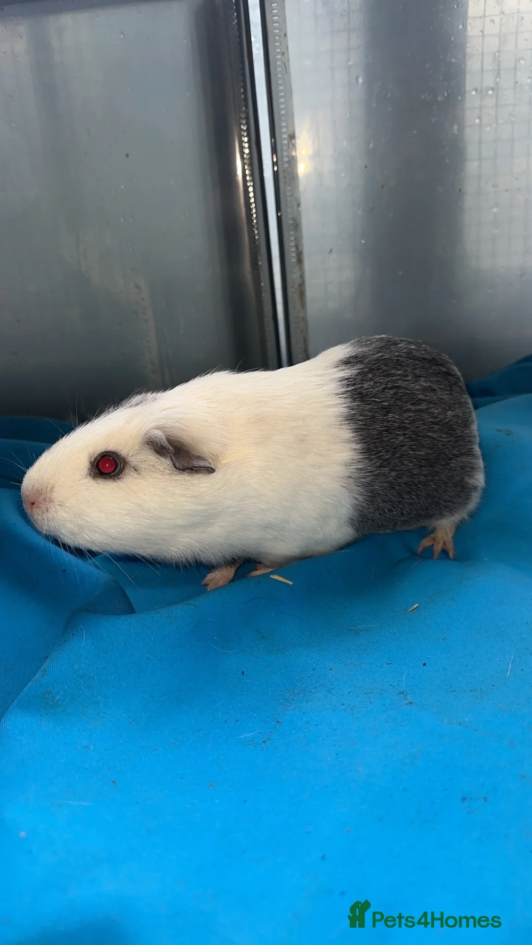 Guinea Pig rodents for sale: Guniea pigs  - Advert 8