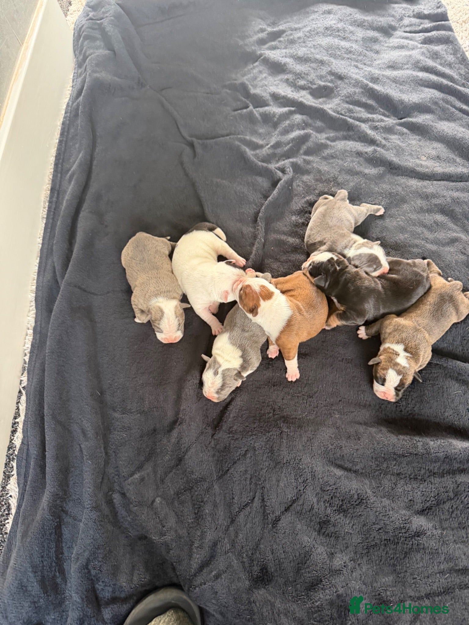 Olde English Bulldogge dogs Olde English bulldogge f2 - Advert 4