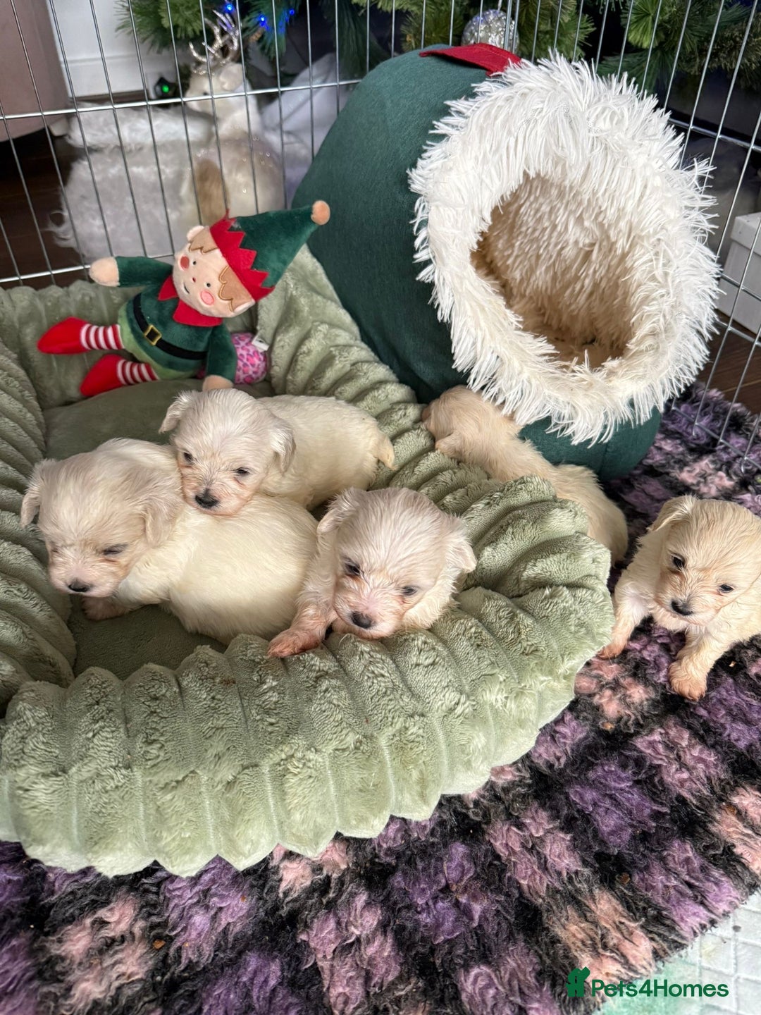 Bichon Frise dogs for sale: Mr Mircea - Advert 1