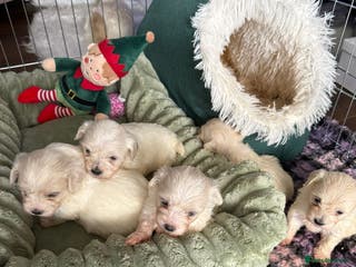 Bichon Frise dogs Mr Mircea - Advert 5