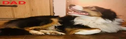 Mixed Breed dogs for sale: Adorable Bearded Collie X Border Collie puppies in Chesterfield - Advert 3
