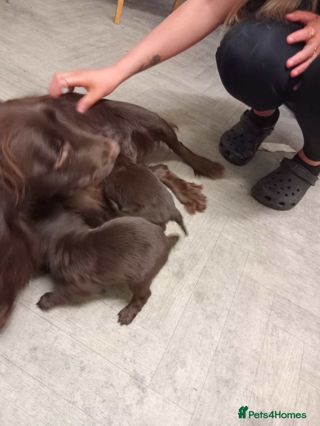 Cocker Spaniel dogs for sale: Cocker spaniel puppies  - Advert 12