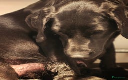 Labrador Retriever dogs for sale: Black labrador puppies working or pet homes - Image 4