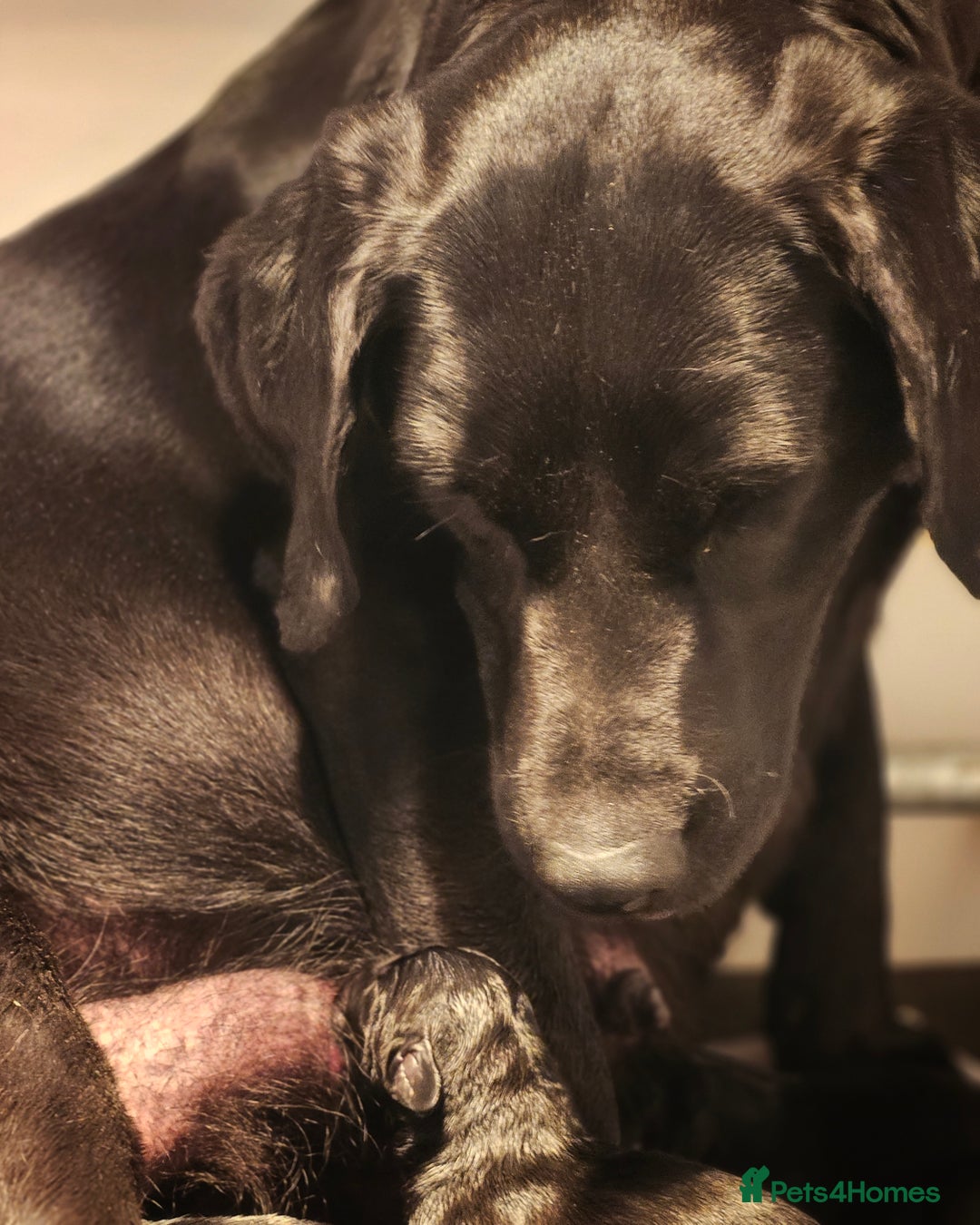 Labrador Retriever dogs for sale: Black labrador puppies working or pet homes - Image 4