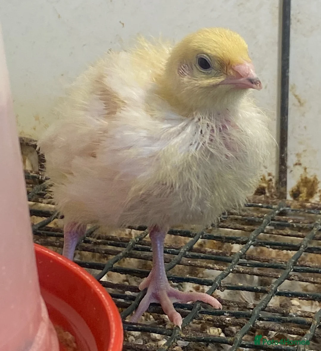 Quail poultry for sale: Japanese & Chinese painted quails  - Advert 6