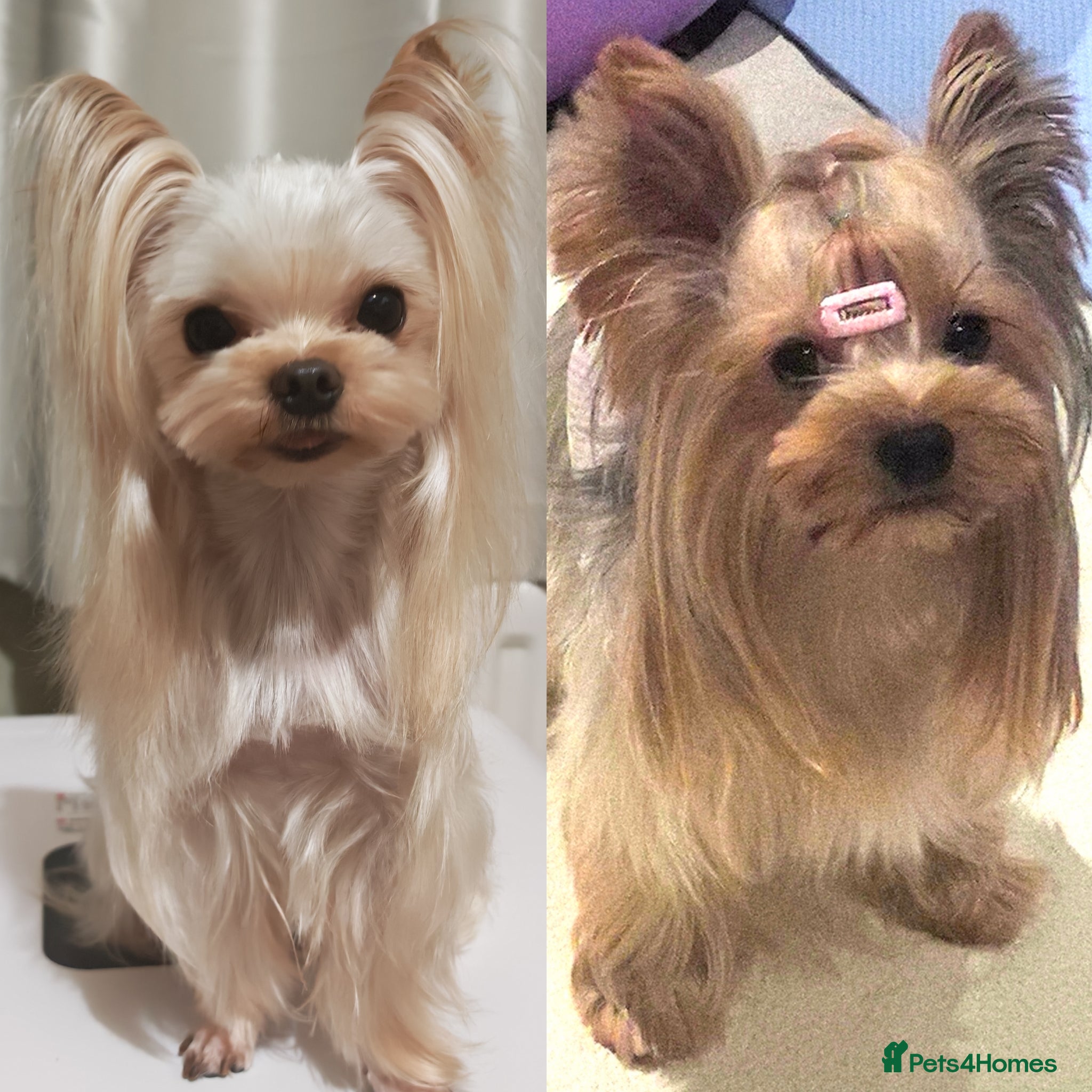 Yorkshire Terrier dogs Champion bloodline Yorkshire terrier puppies - Advert 1