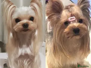 Yorkshire Terrier dogs Champion bloodline Yorkshire terrier puppies - Advert 1