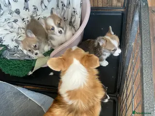 Welsh Corgi Pembroke dogs Pembroke Welsh corgi puppies - Advert 16