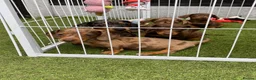 Miniature Dachshund dogs for sale: 6 beautiful miniature dachshund  in Wickford - Advert 18