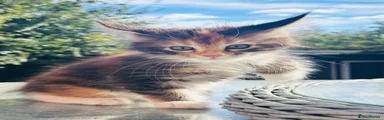 Maine Coon 2