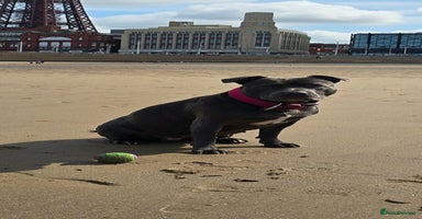 Staffordshire Bull Terrier dogs Stunning litter of Blue & Black Puppies - Advert 4
