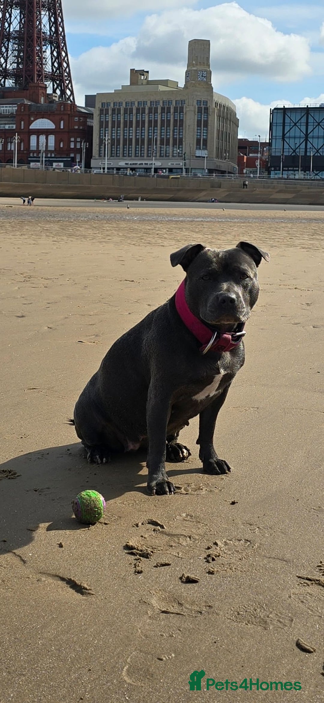 Staffordshire Bull Terrier dogs for sale: Stunning litter of Blue & Black Puppies - Advert 2