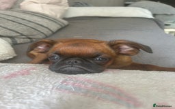Griffon Bruxellois dogs for sale: Griffon bruxillious pup  - Image 3