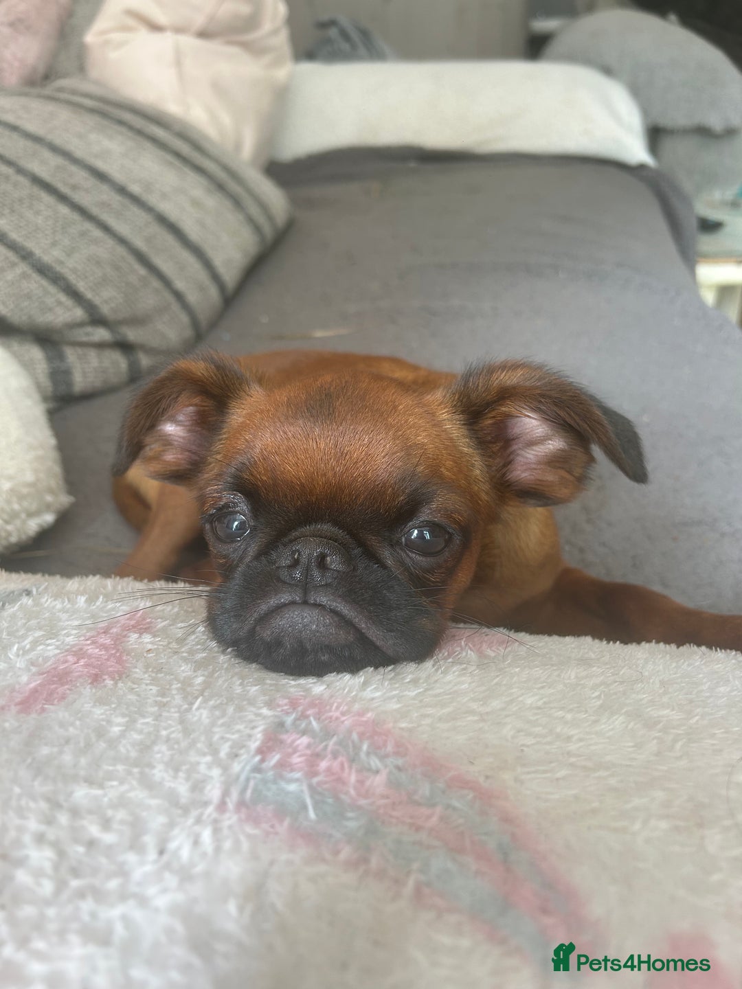 Griffon Bruxellois dogs for sale: Griffon bruxillious pup  - Image 3