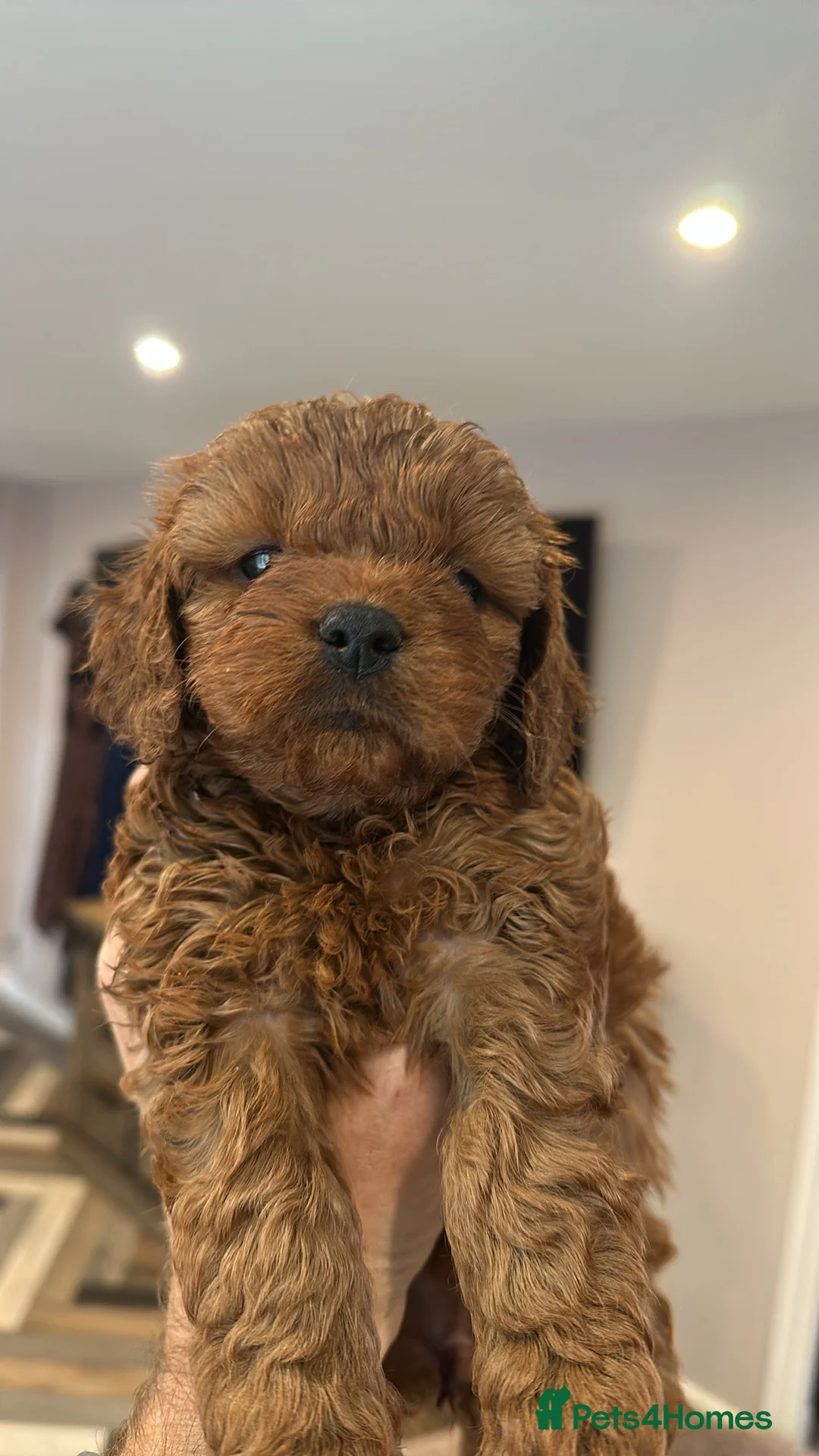 Cavapoo dogs for sale: Deep Red Cavapoo puppies  - Advert 10