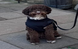 Australian Labradoodle dogs for sale: *waiting list* Australian labradoodles - Image 18
