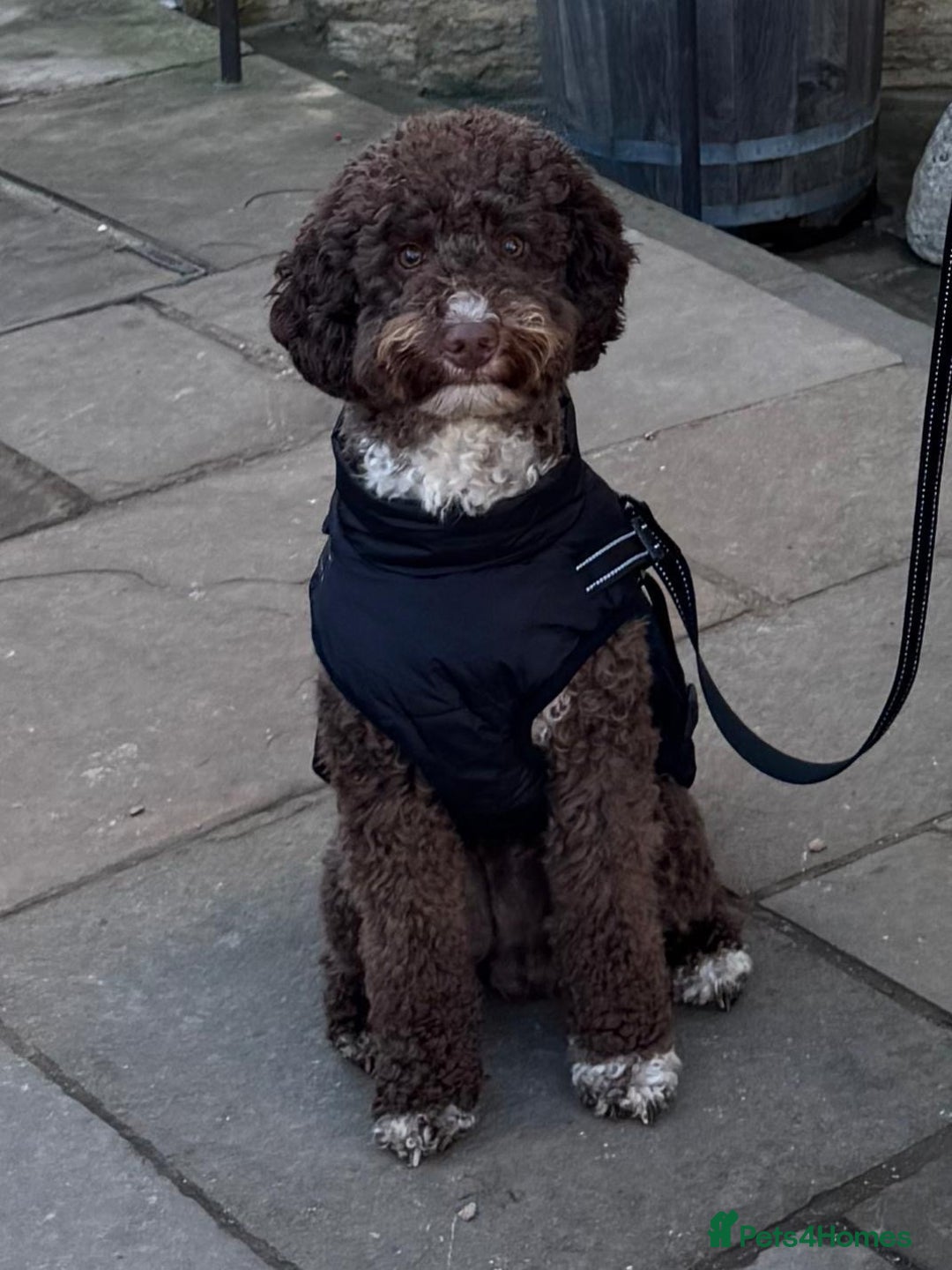 Australian Labradoodle dogs for sale: *waiting list* Australian labradoodles - Image 18
