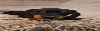Miniature Dachshund Puppy 1