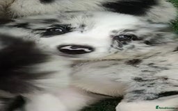 Border Collie dogs for sale: Stunning litter of blue merle border collies - Image 33
