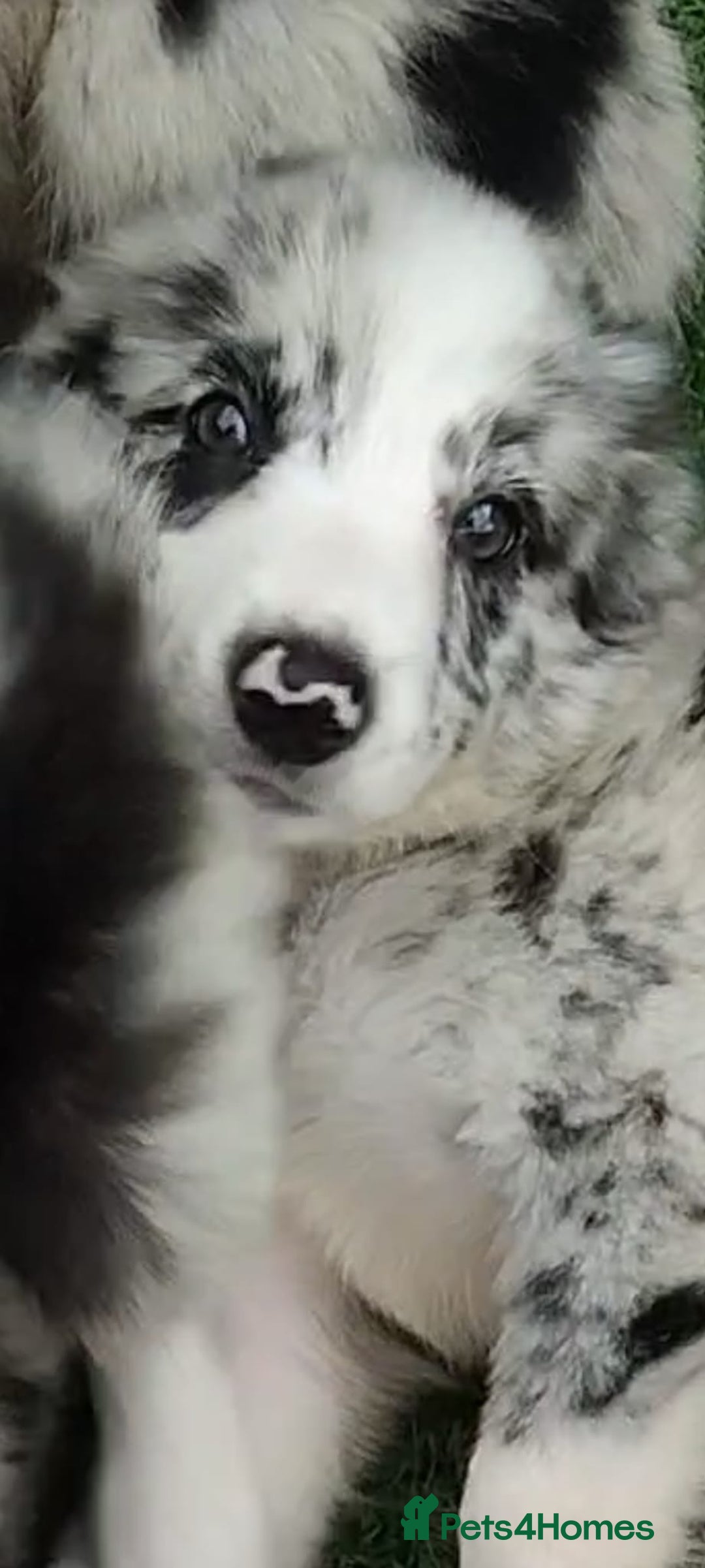 Border Collie dogs for sale: Stunning litter of blue merle border collies - Image 33
