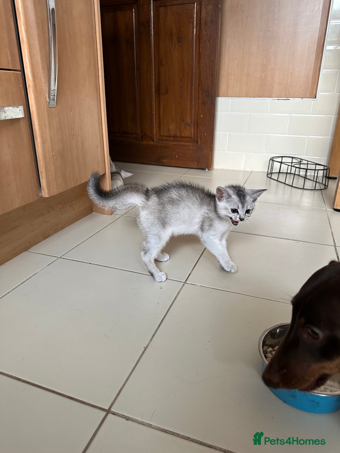 Abyssinian cats for sale: Pedigree Silver Abyssinian kittens - Image 10