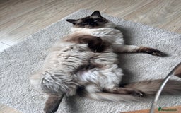 Ragdoll cats for stud: Beautiful Ragdoll Stud  - Image 2