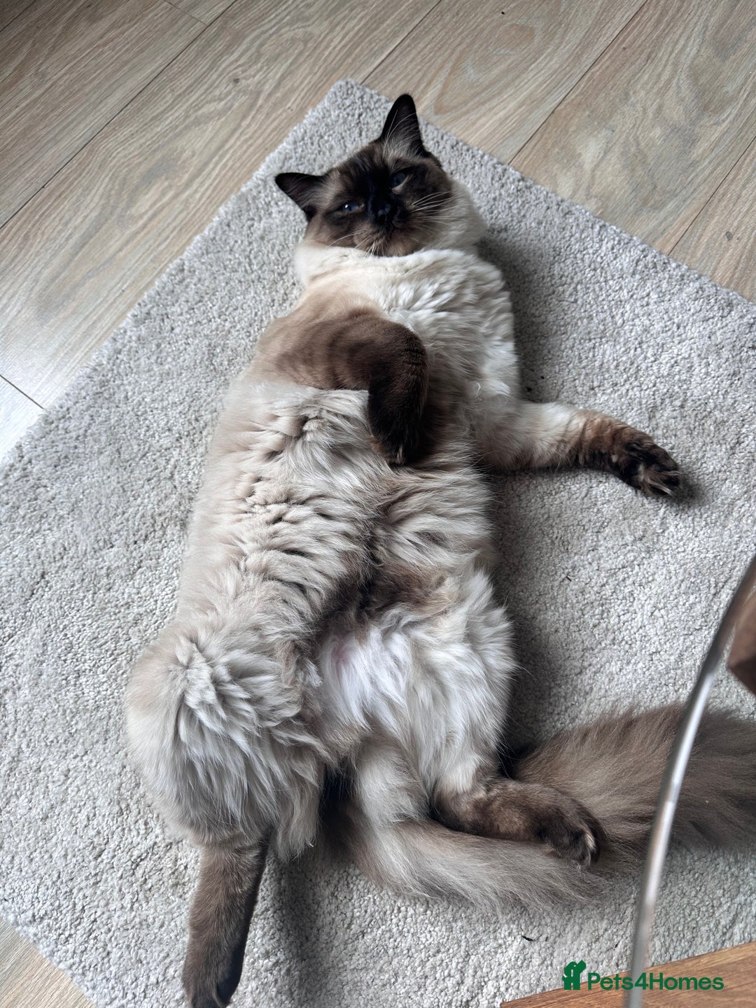 Ragdoll cats for stud: Beautiful Ragdoll Stud  - Image 2