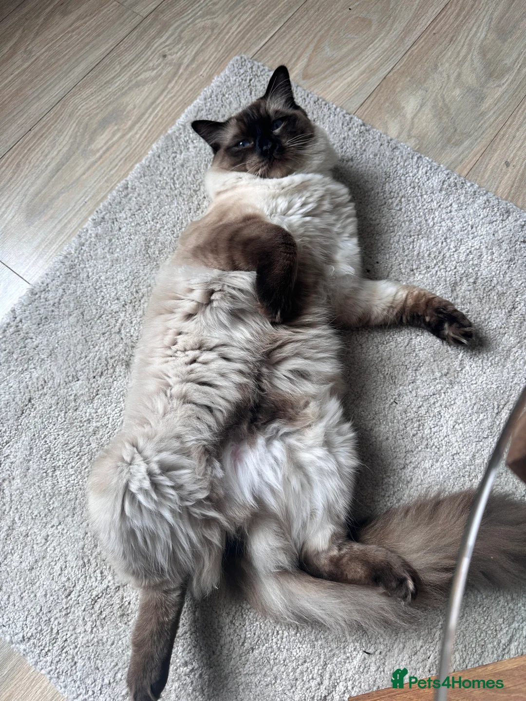 Ragdoll cats for stud: Beautiful Ragdoll Stud  - Advert 2