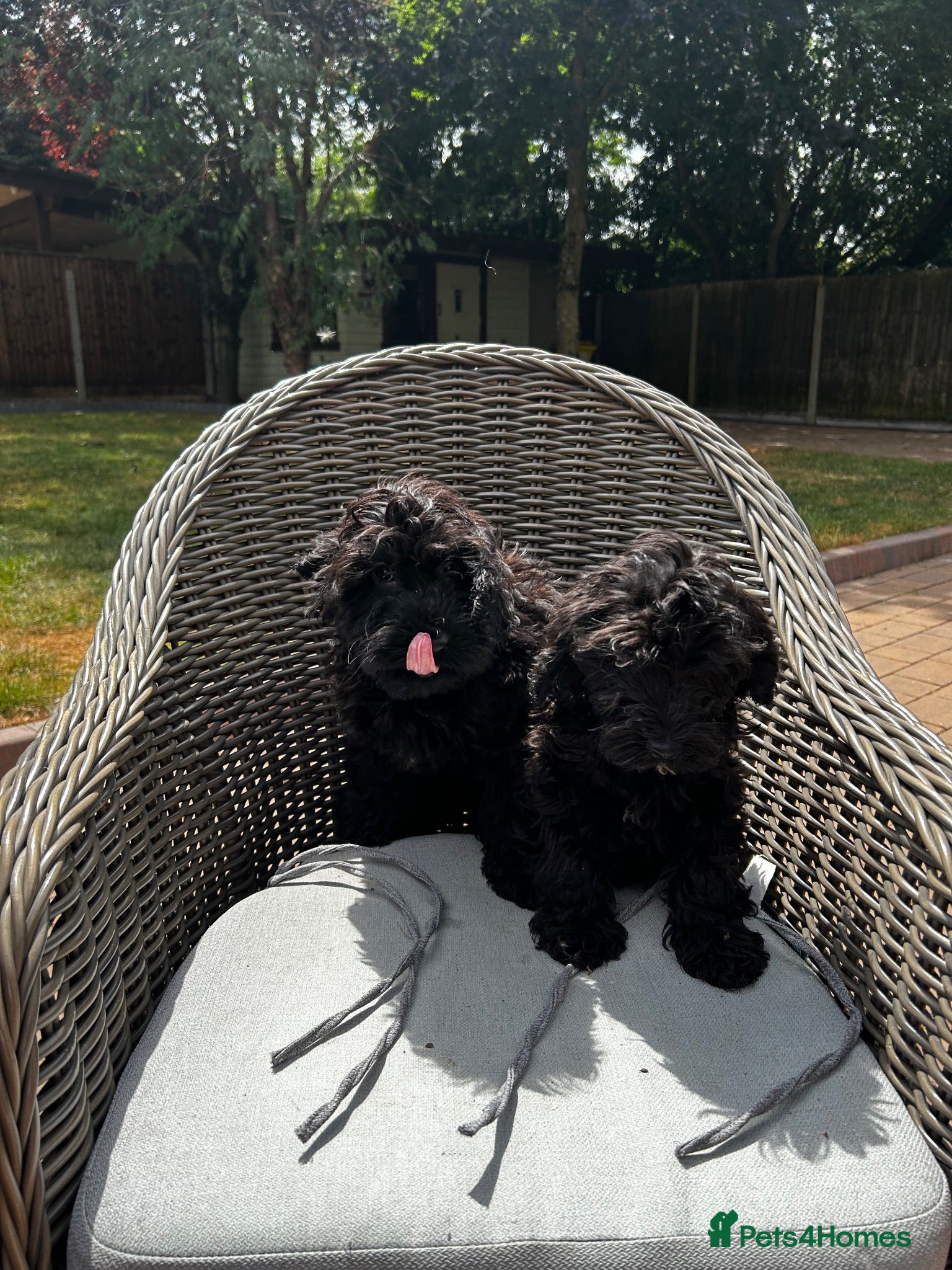 Cockapoo dogs f1 cockerpoo litter - Advert 2